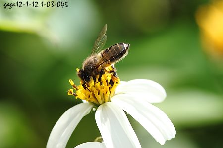 中国蜂，数量很多是生态摄影表现的最好题材