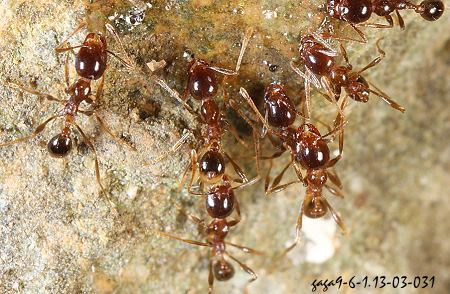 小紅蟻