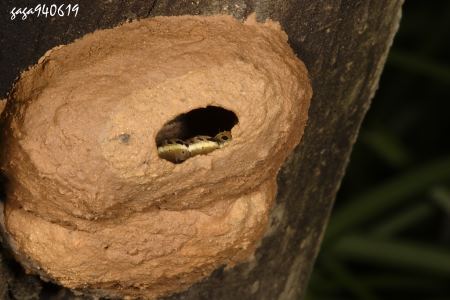 虎斑泥壶蜂的巢