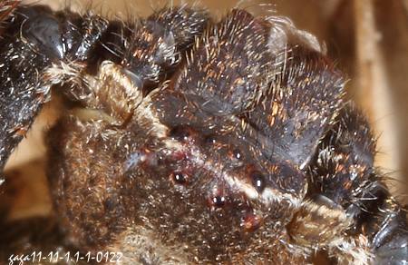 鑽腹蟹蛛(雌)，局部，眼八枚，前列前曲，後列後曲