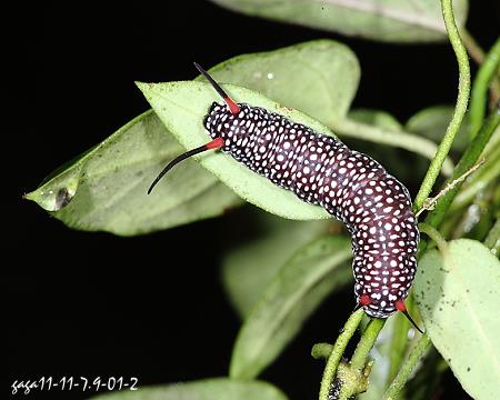 琉球青斑蝶，終齡幼蟲