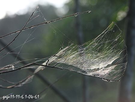 織蛛的網