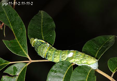 台灣烏鴉鳳蝶 ，幼蟲
