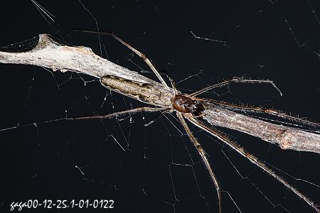 前齿长脚蛛 Tetragnatha praedonia