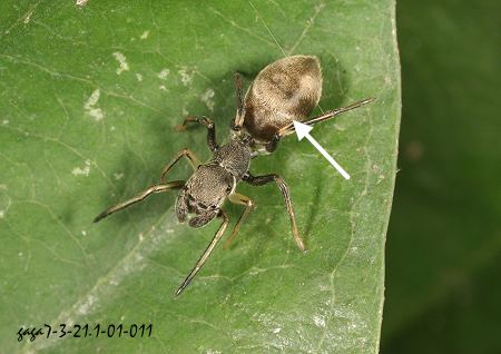 日本蚁蛛 Myrmarachne japonica