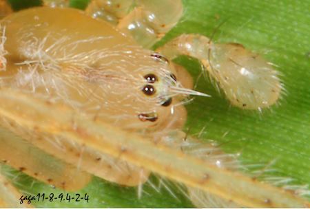 Lariniaria屬金蛛