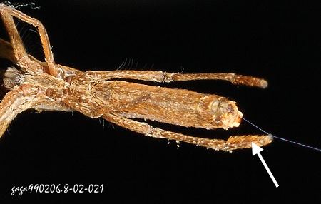 夜蛛，後足末節側緣有細長排列整齊的長毛，織單一的線。