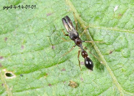 台湾蚁蛛 Myrmarachne formosana