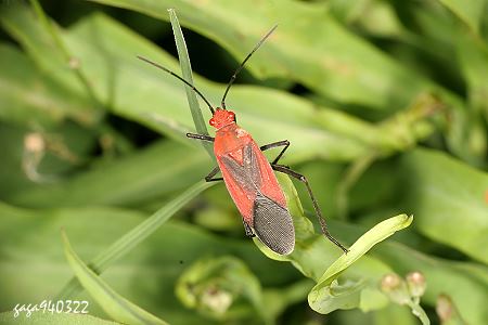 大紅姬緣椿 Leptocoris vicinus 