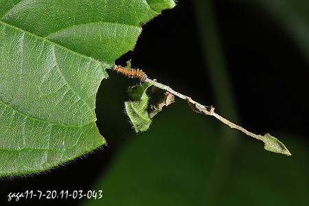 台灣三線蝶2齡幼蟲