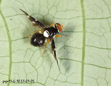  Liriomyza sp. 