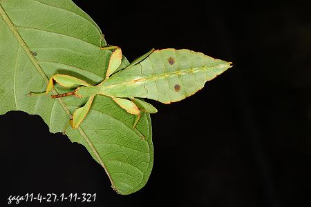 Phyllium yunnanense 