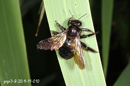 銅翼眥木蜂 