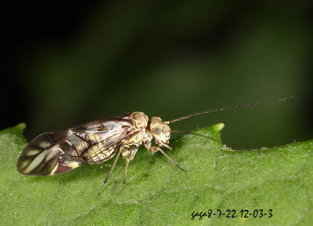 霧昧嚙蟲 Metylophorus nebulosus