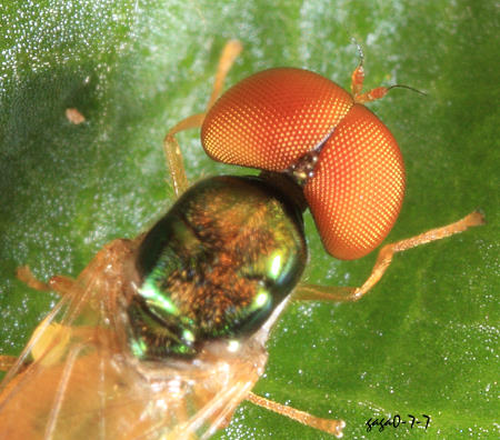  Microchrysa flavicornis    
