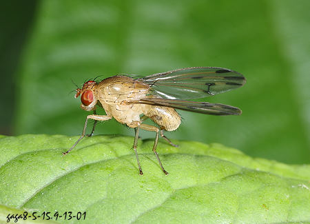 同脈縞蠅屬 Homoneura sp.