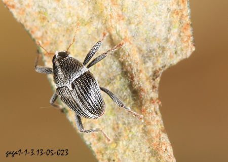 Lobotrachelus sp.
