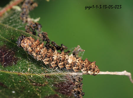 台灣單帶蛺蝶 幼蟲