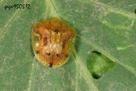 Laccoptera nepalensis