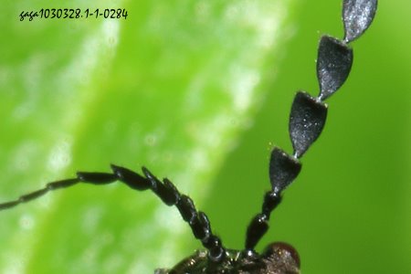 Lycocerus nigricollis