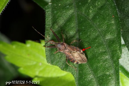 Tapirocoris limbatus.