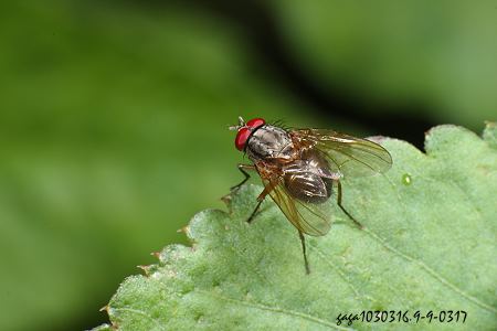 Chrysomyia pinguis 