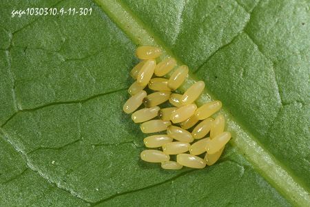 台灣長頸金花蟲 卵