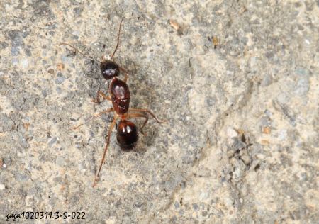 厚毛巨山蟻