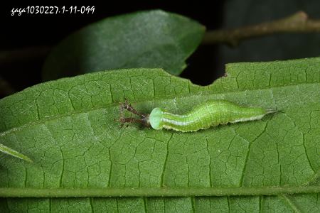 豹紋蝶幼蟲