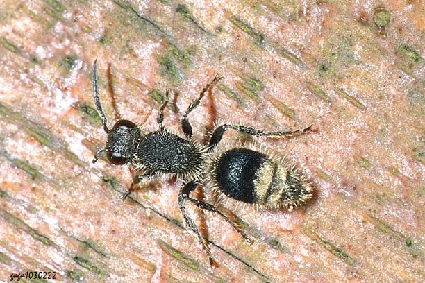 黑胸中華絨蟻蜂