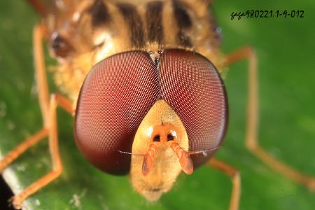 食蚜蝇複眼