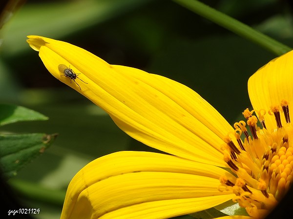花朵上找到不少昆蟲