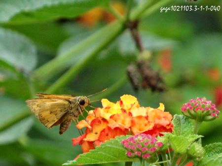 熱帶橙斑弄蝶