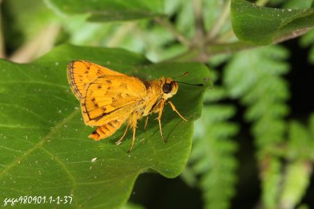 台灣黃斑弄蝶 