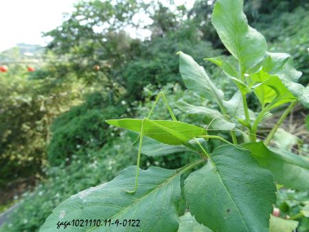 Ducetia japonica
