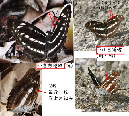 平山三線蝶和小單帶蛺蝶 的比較