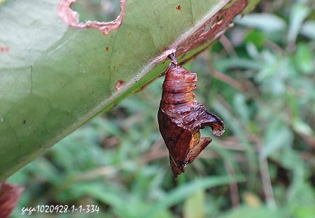 台灣單帶蛺蝶 蛹