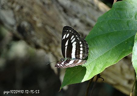 寬紋三線蝶