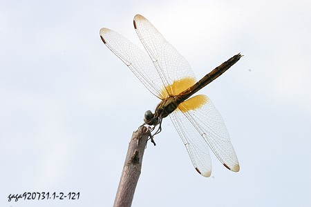 紫红蜻蜓，雌