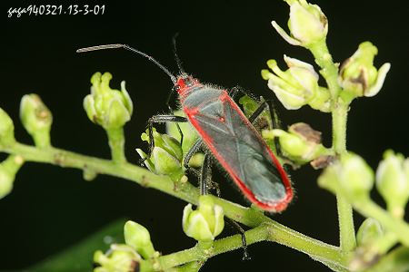 红缘新长椿象