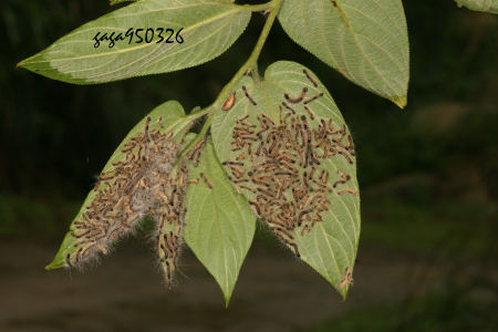 雙斑黃毒蛾 Arna bipunctapex