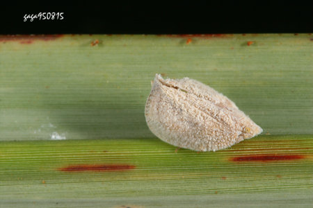 Mimophantia sp.擬幻蛾蠟蟬屬