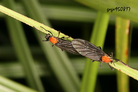 紅胸毛蚋 Penthetria sp. 