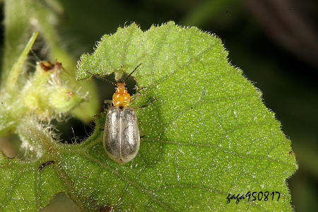 Paridea (Paridea) testacea