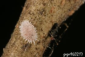 臀紋粉介殼蟲