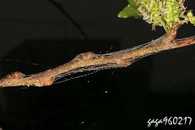 囓蟲在枝條上纏縛細絲