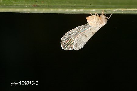 長翅飛蝨 Mysidioides ariensis 