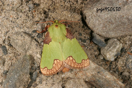 基褐綠刺蛾