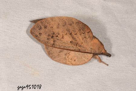 Gastropacha pardalis formosana