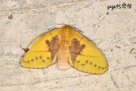 青黃枯葉蛾，黃色個體，雌蛾